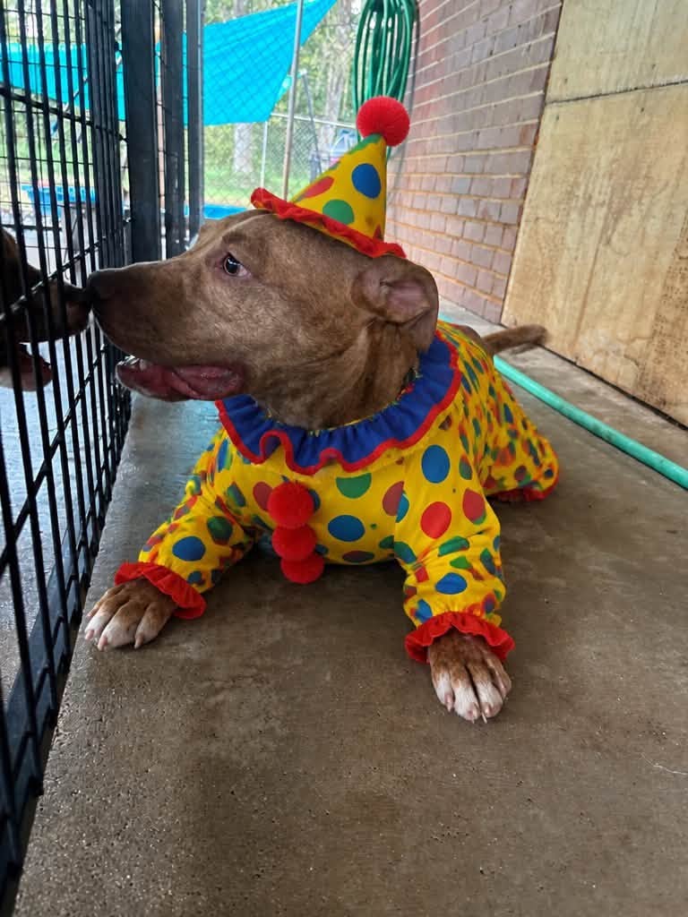 Cash lying in his kennel in a yellow polka-dot clown costume and party hat