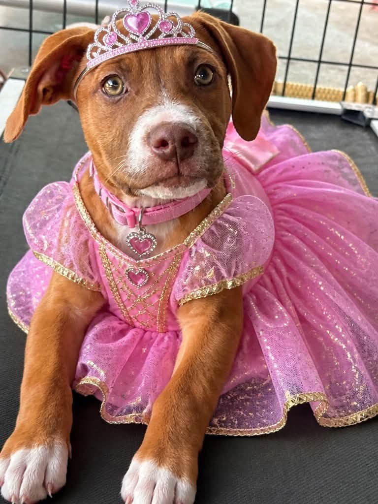 Destiny, a brown and white shelter puppy, in a pink princess gown and tiara