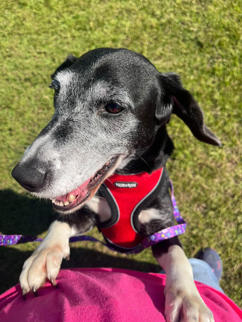 Molly, a gray-muzzled black dog in a red harness, smiling up at the camera