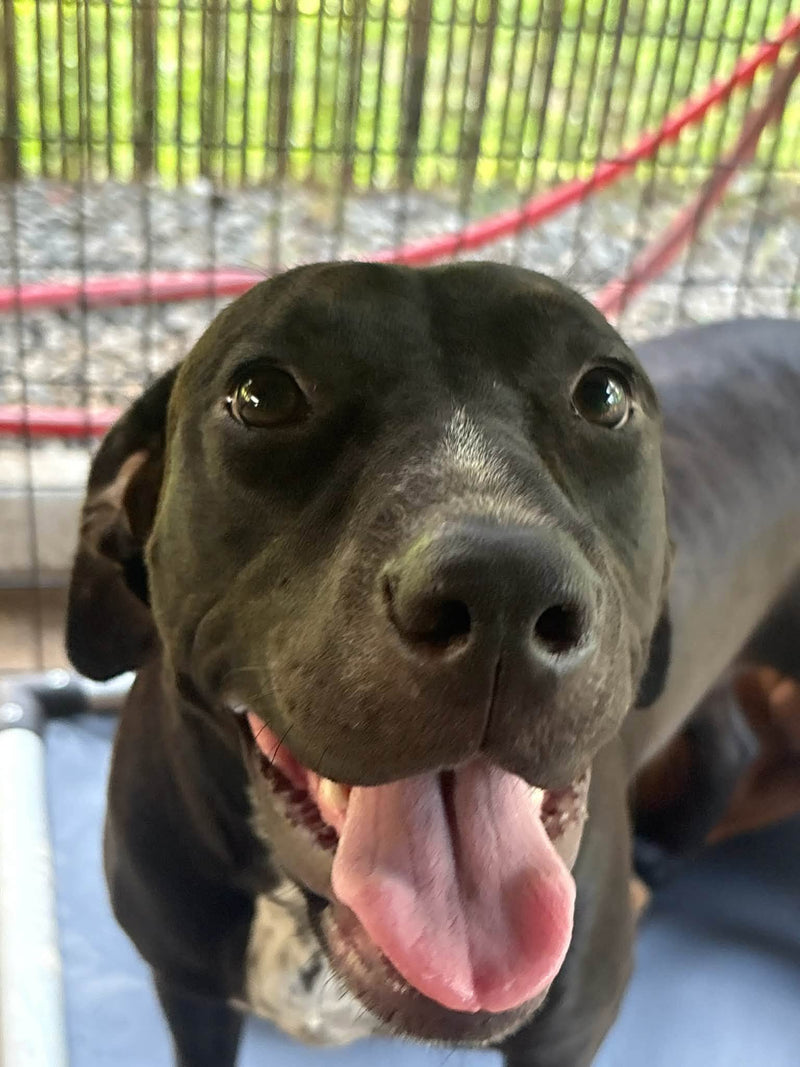 Sam, a black dog, smiling up at the camera with her tongue out
