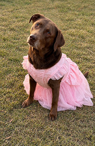 Wrangler in costume