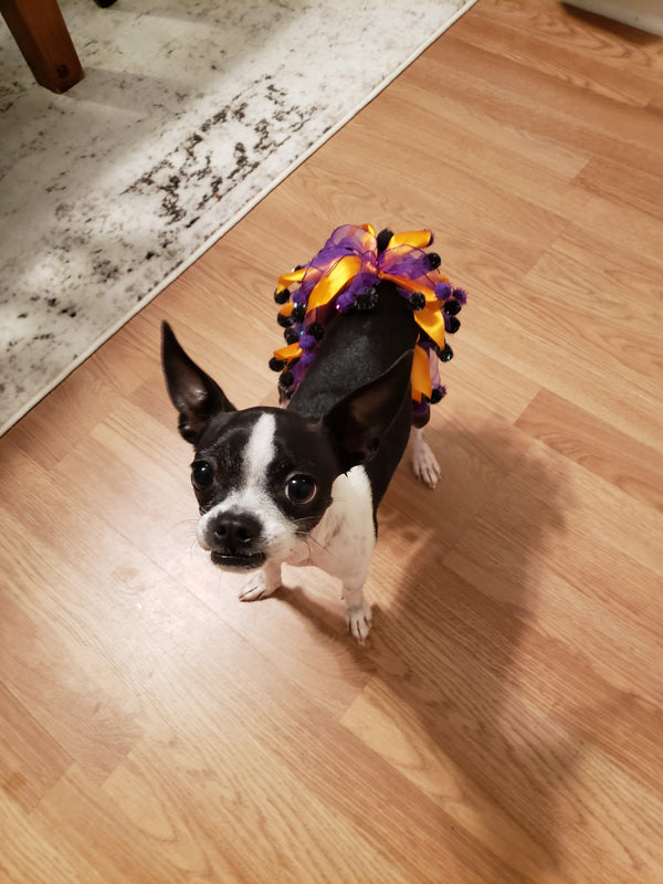 Lily