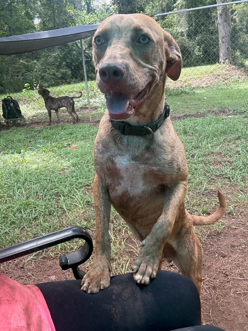 A medium-sized brown dog with green eyes stands on its hind legs, placing its front paws on a black vehicle seat in an outdoor backyard setting with grass, dirt, and another dog in the background.