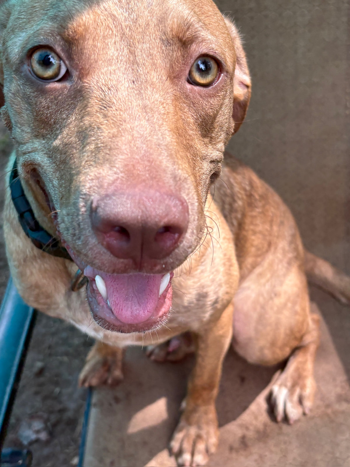 A close-up shot of a brown dog looking directly at the camera with its mouth open, wearing a black collar.