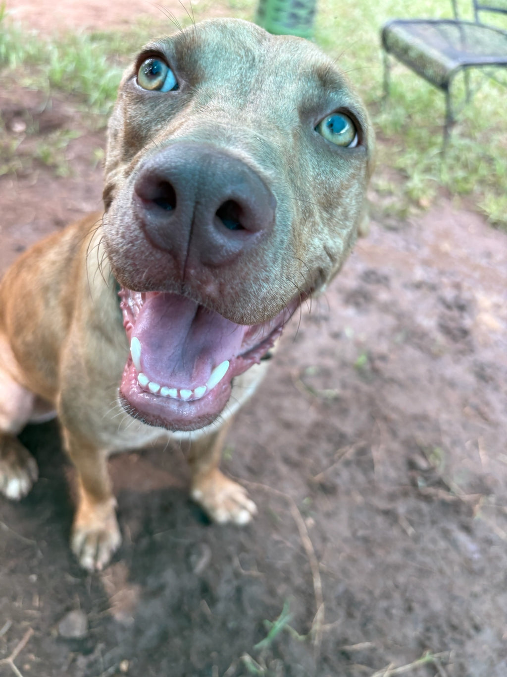A close-up shot of a brown pitbull-type dog looking up at the camera with its mouth open, set against an outdoor dirt and grass background.
