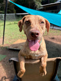 Tan dog with green eyes hanging over the back of a brown chair with blue canopy cover behind him in the play yard. 