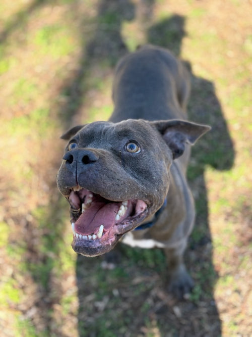 Bruce