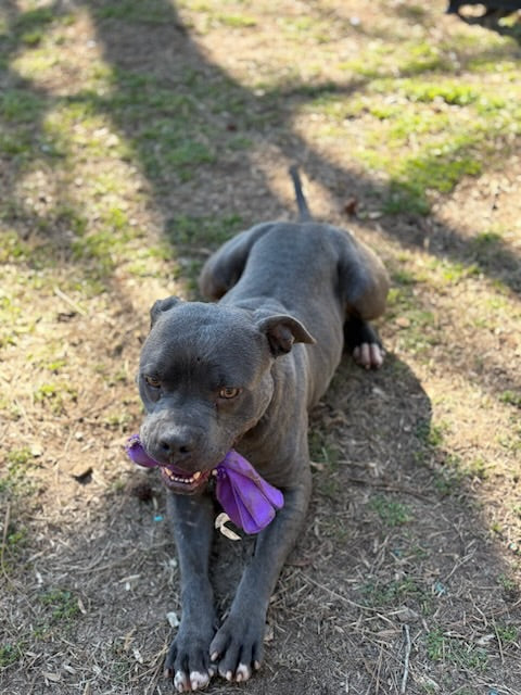 Bruce