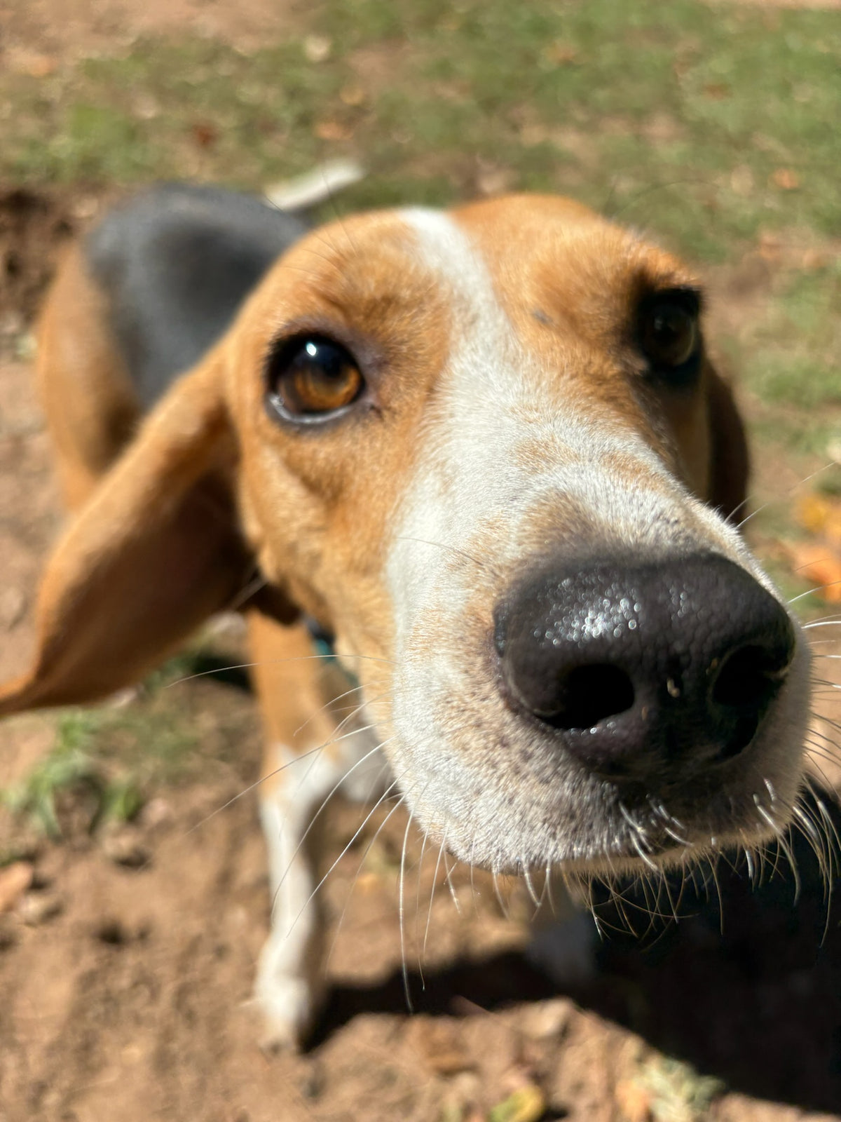 Dixie