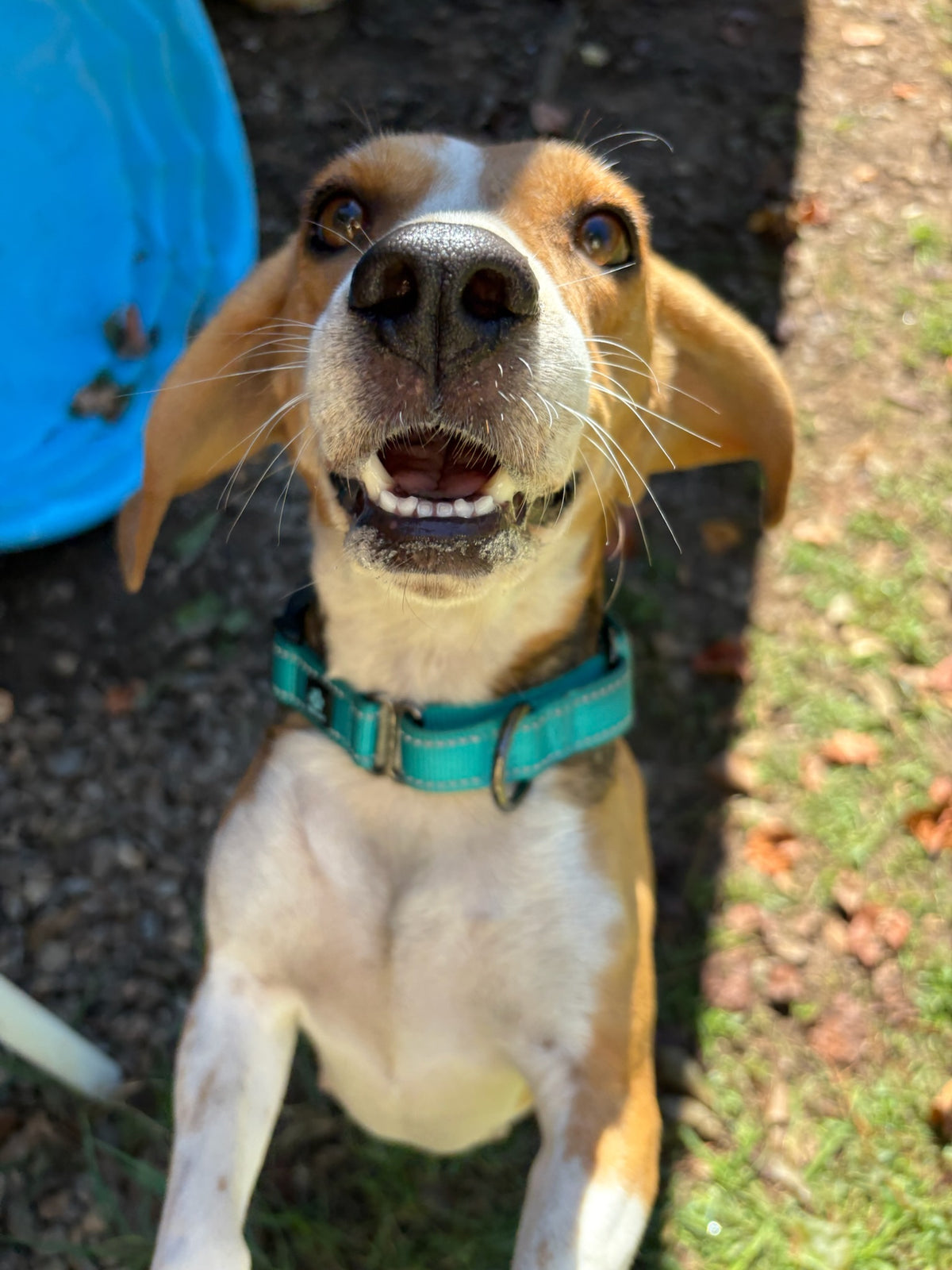 Dixie