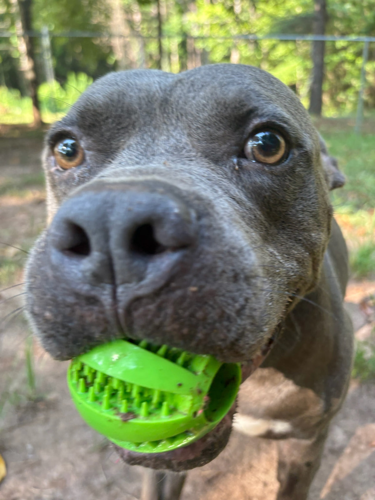 Bruce