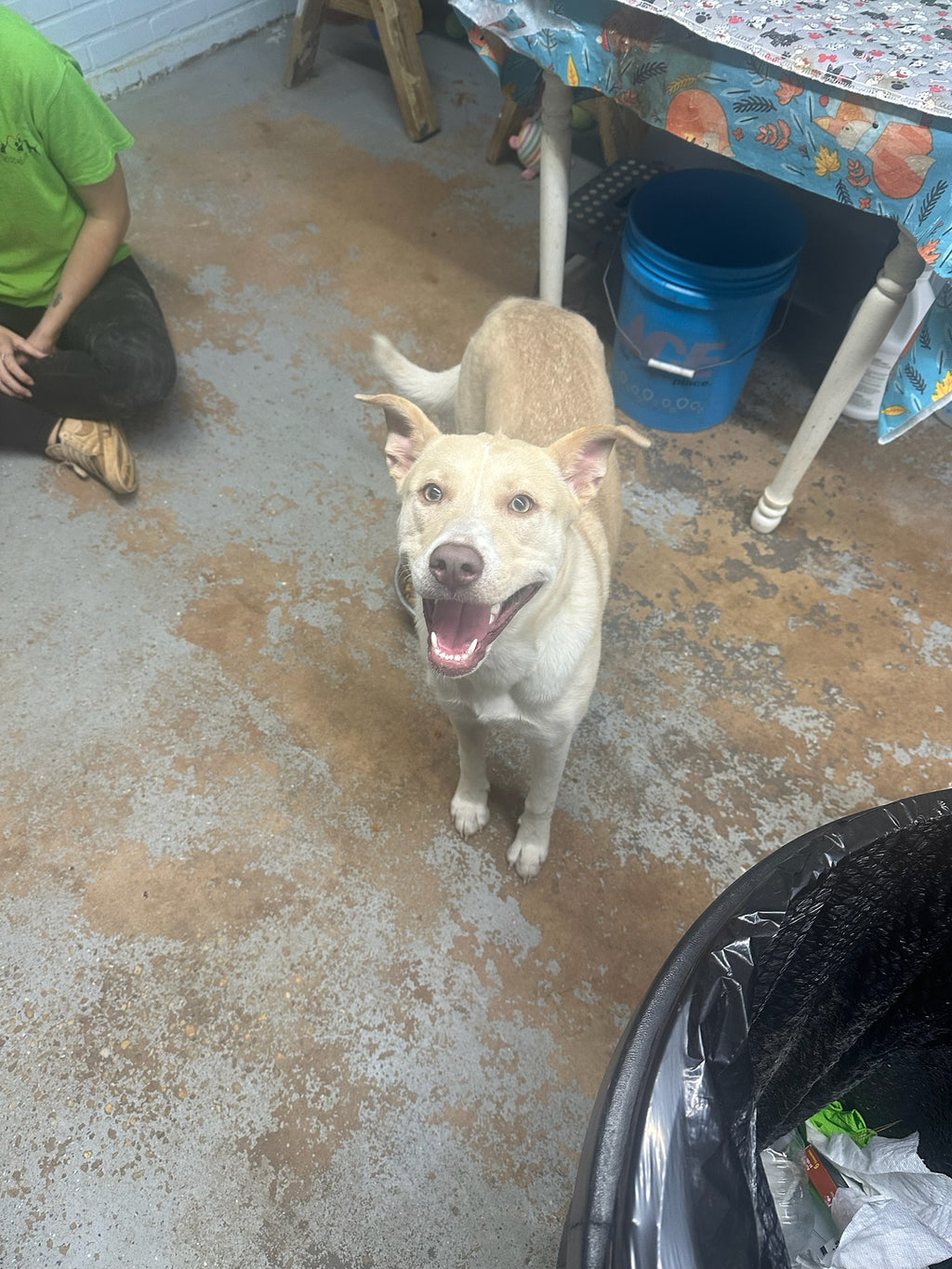 Koda