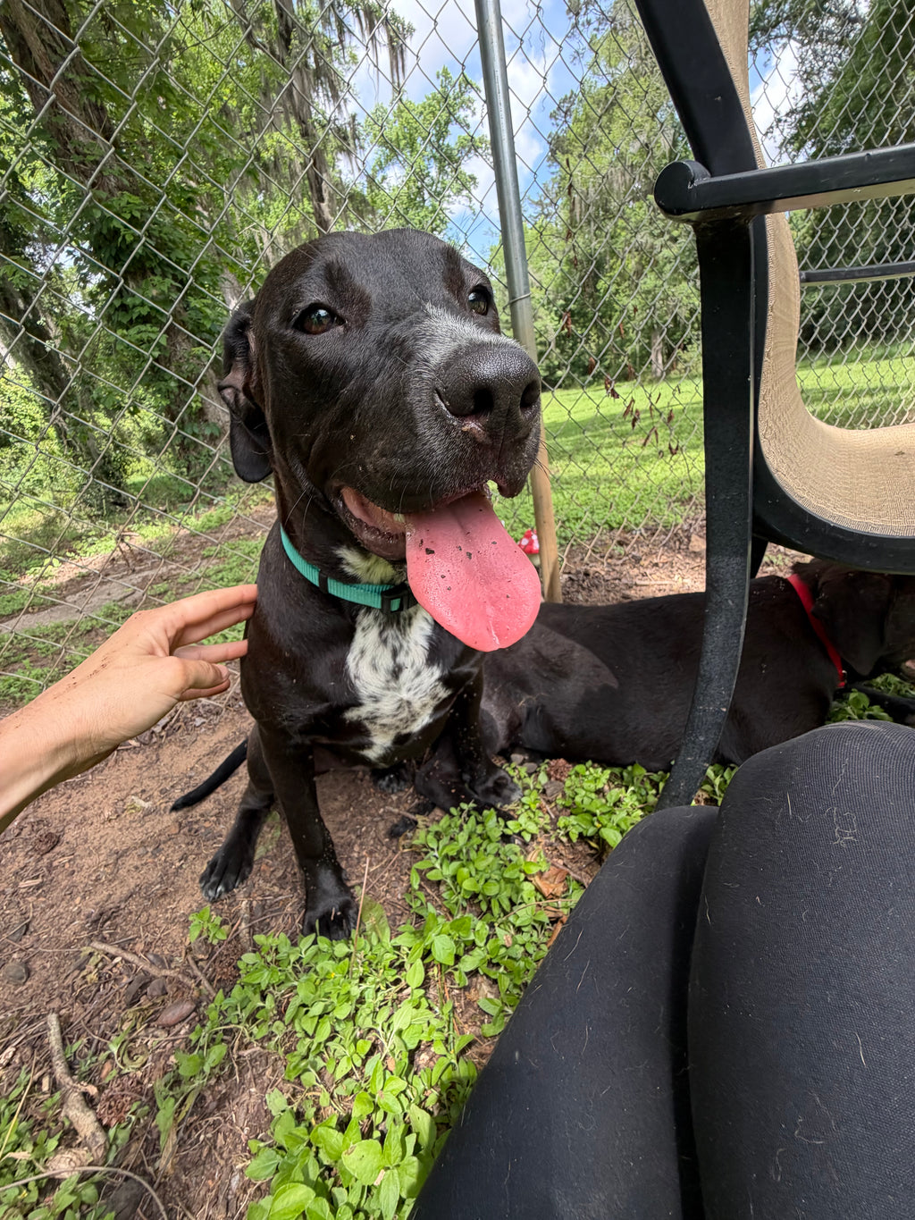 Sam, labrador retriever mix available for adoption