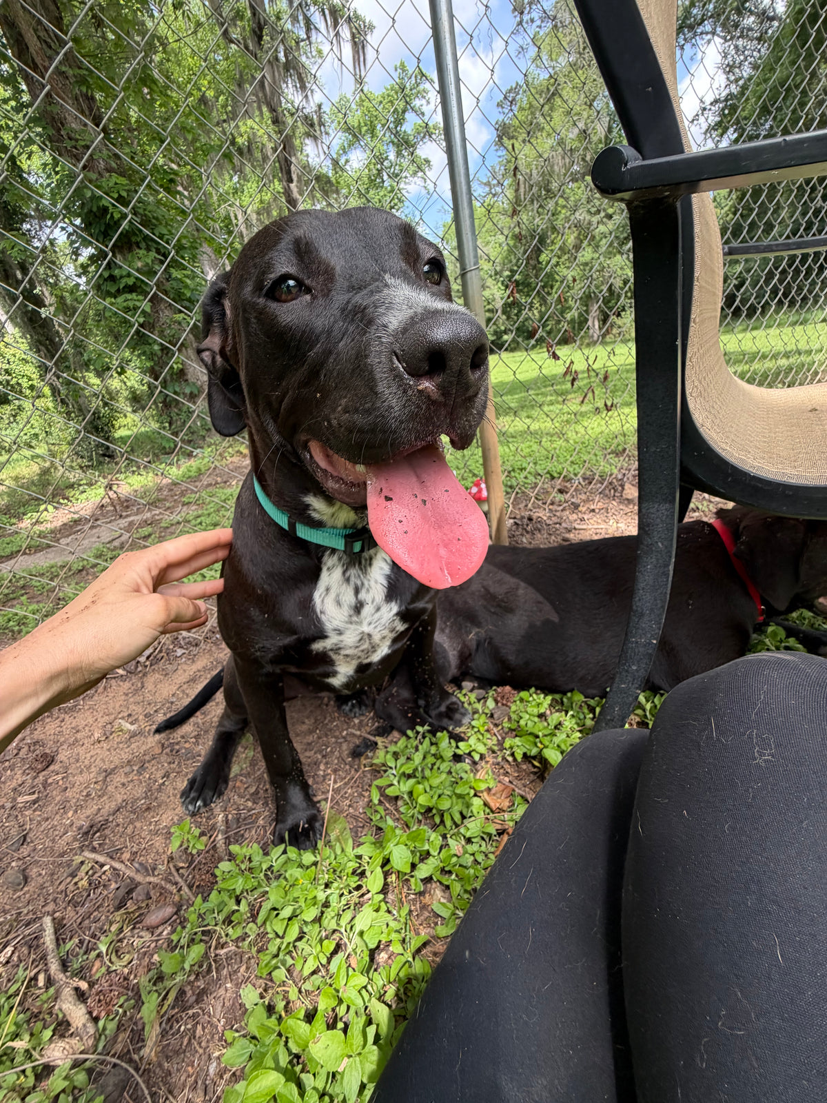 Sam, labrador retriever mix available for adoption