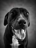 A black and white portrait of a pitbull-type dog looking directly at the camera with its tongue out, set against a soft gradient studio background.