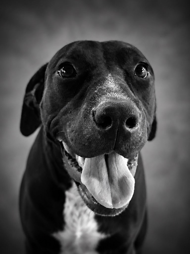 A black and white portrait of a pitbull-type dog looking directly at the camera with its tongue out, set against a soft gradient studio background.