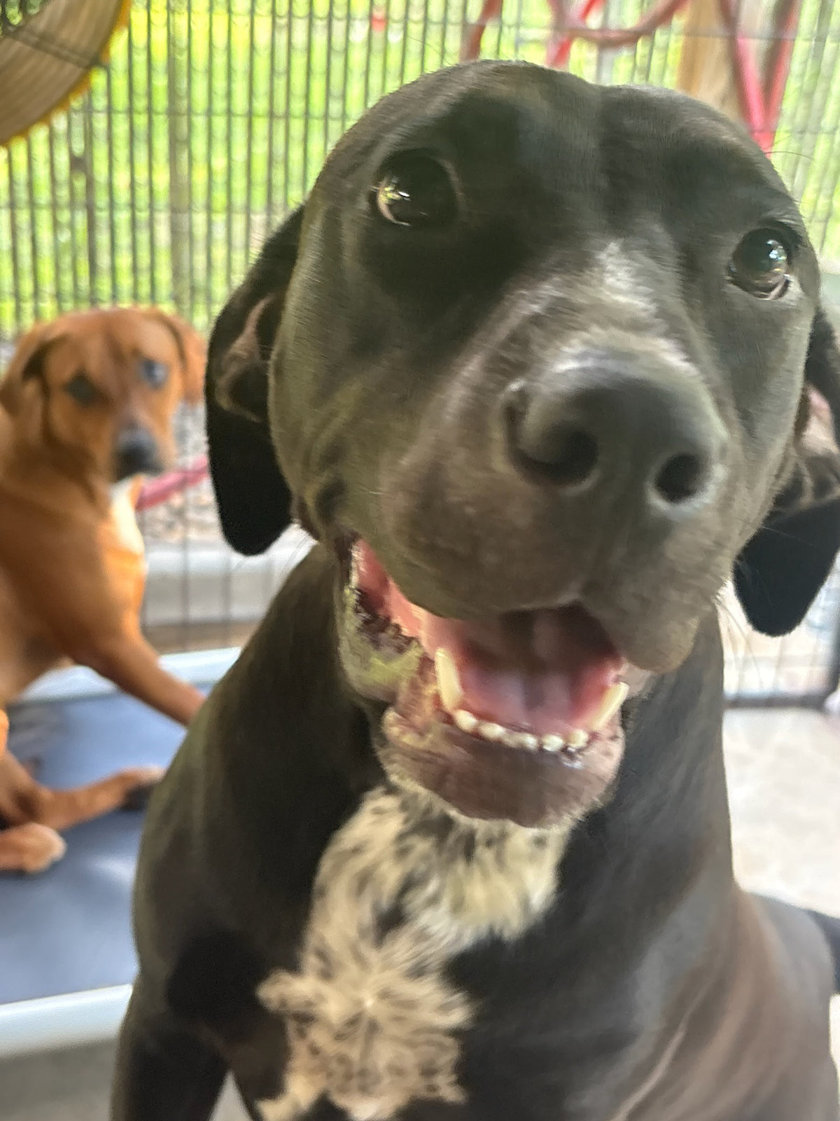 A close-up shot of a black dog with a white chest patch looking directly at the camera, with another brown dog sitting in the background inside a fenced area.
