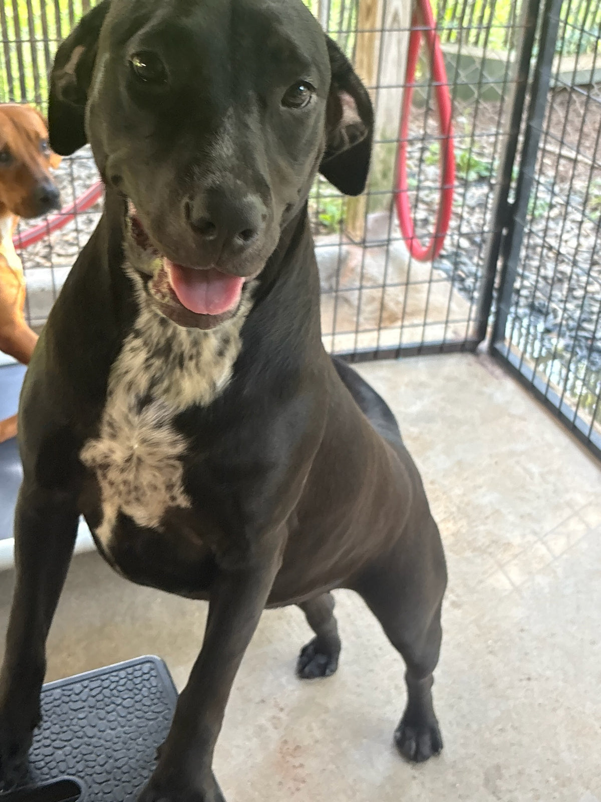 A black dog with a white speckled patch on its chest stands on a tiled floor inside a fenced outdoor area, looking directly at the camera.