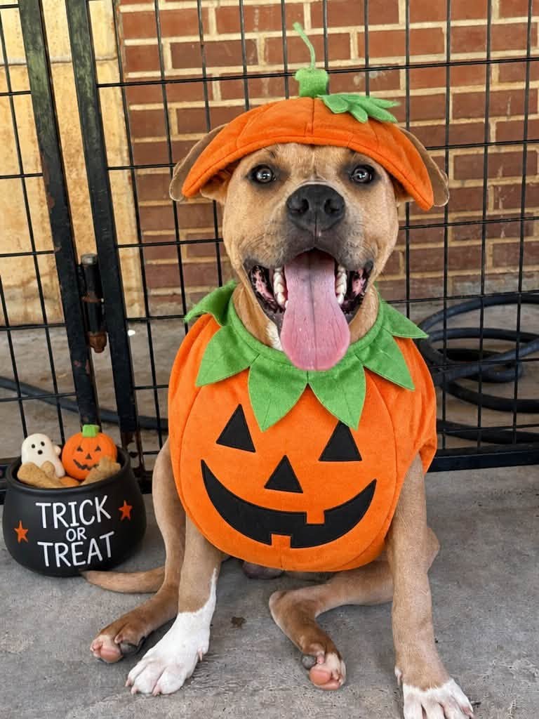 Uzi dressed up for Halloween