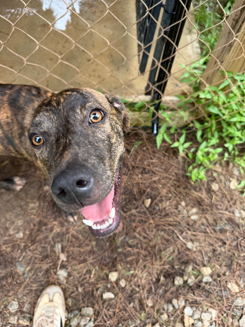 A close-up shot of a smiling brindle dog looking up through a chain-link fence in an outdoor backyard setting with mulch and green plants.