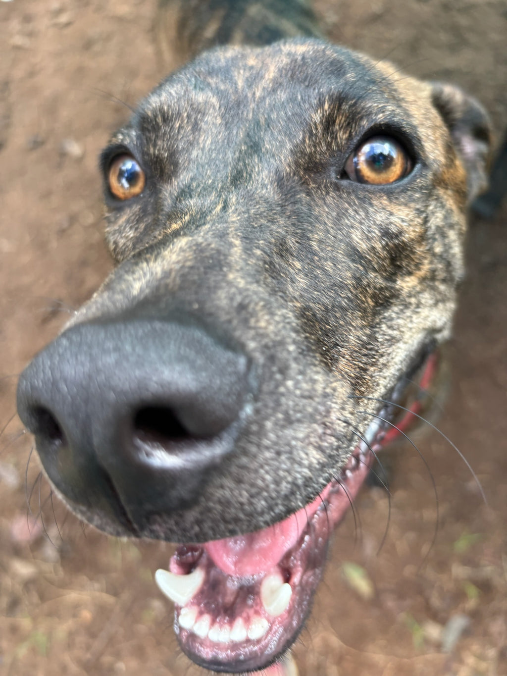 tri-colored dog close up of face with black nose, open mouth, and hazel brown eyes, smiling. 