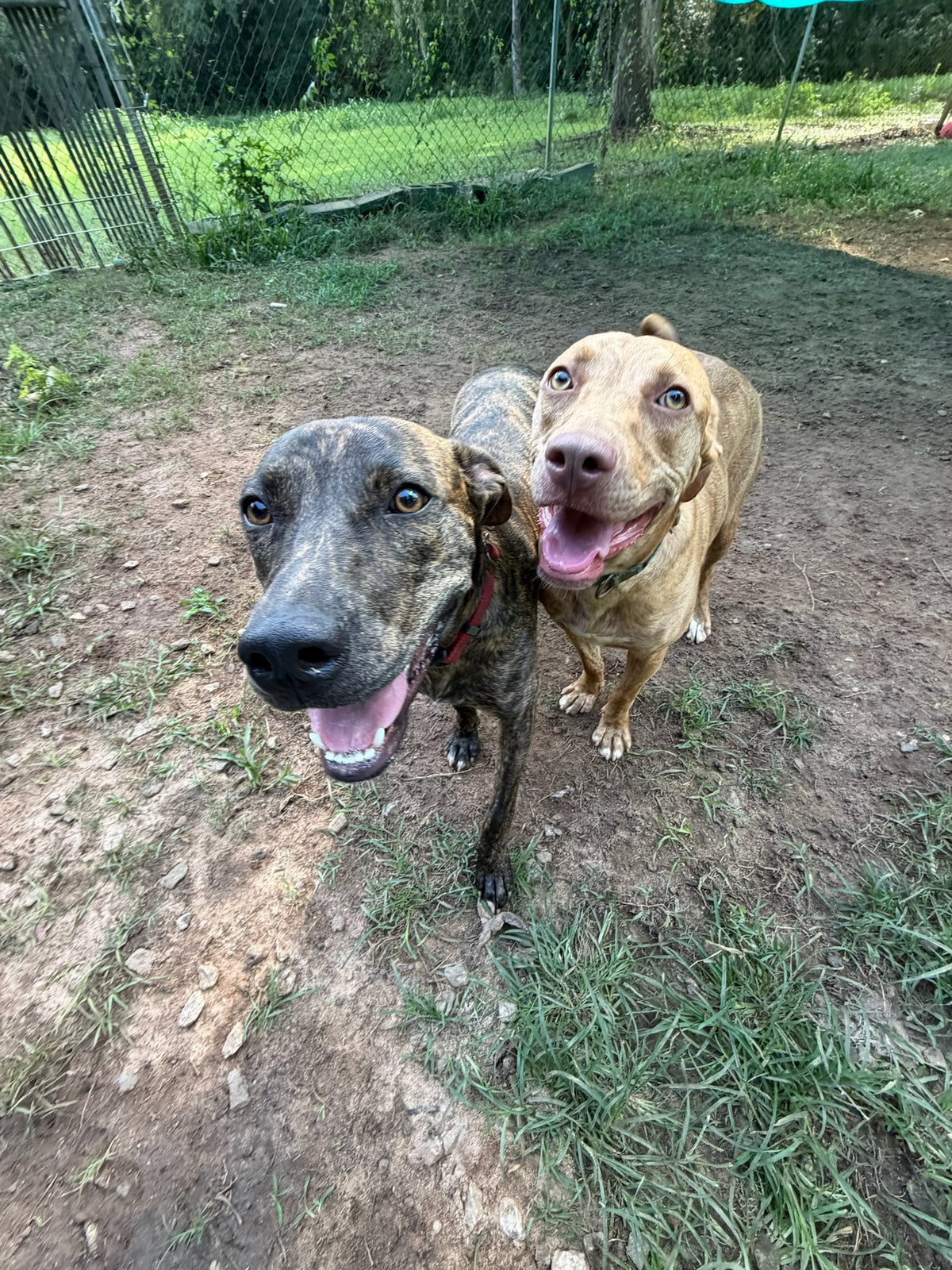 Two dogs standing outdoors on a dirt path with grass and a chain-link fence in the background. The dog on the left is dark brindle with a red collar, and the dog on the right is tan with a green collar.