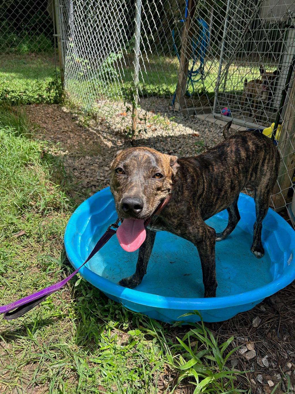 A brindle dog standing in a bright blue plastic kiddie pool outdoors on grass, with a chain-link fence and yard visible in the background.