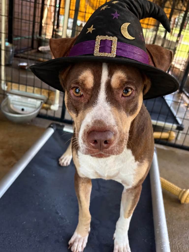 Libby dressed up for Halloween