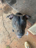 A close-up, high-angle view of a black dog looking up at a person's foot on a concrete and rubber floor.