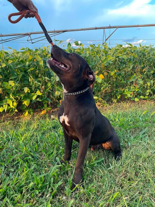 A black dog with a white chest patch sits on grass in an outdoor field, looking up while a hand holds a leash or toy near its mouth. Green plants and blue sky are visible in the background.