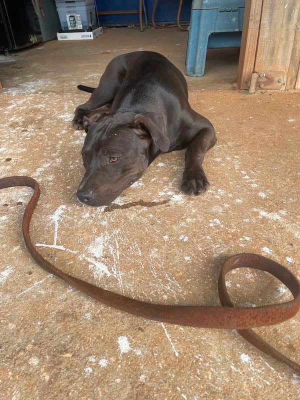 A dark brown dog lying on a dusty concrete floor next to a long, rusty metal belt or chain in a garage-like setting.